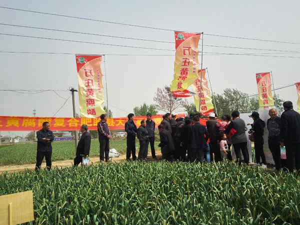 培肥養地奪高產 不妨試試黃腐酸 ——大香蕉性爱小视频新肥科技有限公司河南睢縣大蒜觀摩會